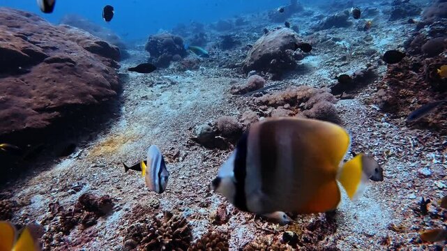School of Klein's Butterflyfish swimming in the sea of Nusa Penida, Bali, Indonesia