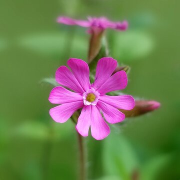Red catchfly (Silene dioica) wild flowering plant