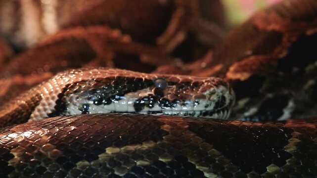 Reticulated python (Malayopython reticulatus) snake sometimes known as Royal Python or Ball Python.Photo of reticulated python head in full face