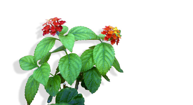 Vibrant lantana camara plant with red and yellow flowers and green leaves on white background