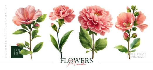 Hand drawn set of beautiful pink flowers. Vectorized hand drawn gouache illustrations. Illustrations in the style of vintage painting and botanical illustration © Nadin_Koryukova