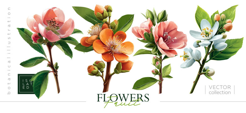 Hand drawn set of springtime flowering branches. Vectorized hand drawn gouache illustrations. Illustrations in the style of vintage painting and botanical illustration