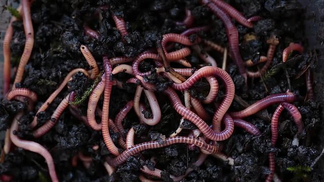 Many living earthworms for fishing in the soil, background