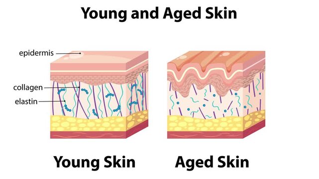 Dynamic animation of young versus aged skin layers comparison with labeled epidermis, collagen, elastin, fibroblast, hypodermis, and muscle layer showing structural differences footage.