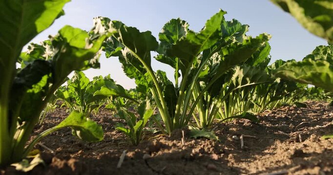 sugar beet in the growth stage, a sugar beet field crop with a lush green mass in the open ground at sunset with a clear contour and an authentic view of the countryside.