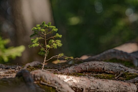 Small Young Spruce Tree Sapling Growing on Old Tree Roots in a Sunlit Forest, Macro Nature Detail, Concept of Growth and New Beginning