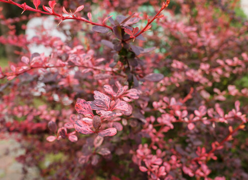 Close-up of Berberis thunbergii pink leaves, vivid colors, garden detail