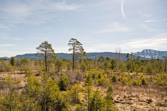 Scenic View of the Werdensteiner Moos Wetland near Immenstadt, Moorland Landscape with Dead Trees and the Gruenten Mountain in the Background, Allgau, Bavaria, Germany