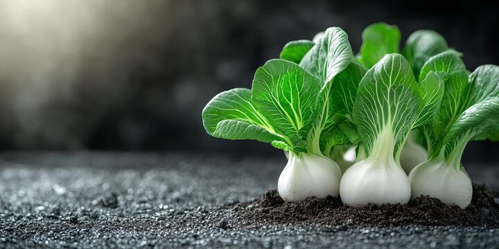 Vibrant and Fresh Baby Bok Choy Crowns with Healthy Leafy Stalks and Crisp White Stems in Soil