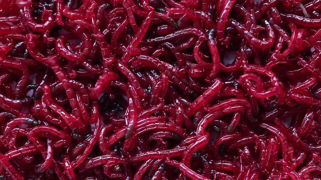 Red bloodworm, background. Bait for winter fishing. Background of bait for winter fishing.bunch of small red mosquito larvae bloodworm.Macro