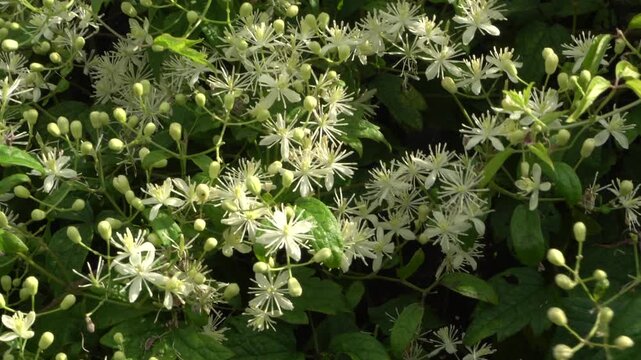 Wild clematis flowers swaying in the wind