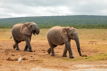 Fototapeta premium Elephant in Addo Elephant Safari Park