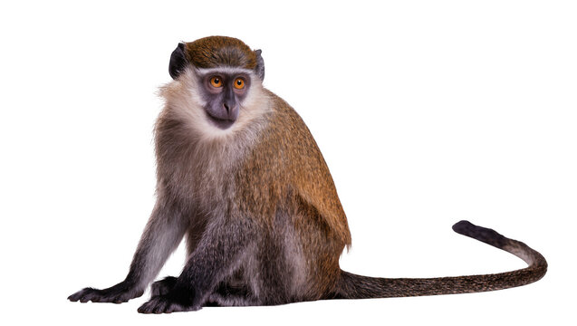 Green monkey sitting with long tail, isolated on transparent background