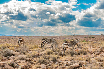 Naklejka premium Mountain Zebra grazing in Karoo game reserve