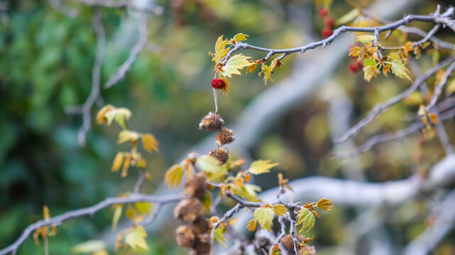Sycamore tree branches with emerging spring leaves and last season's seed pods, showing new growth and natural cycle in soft morning light