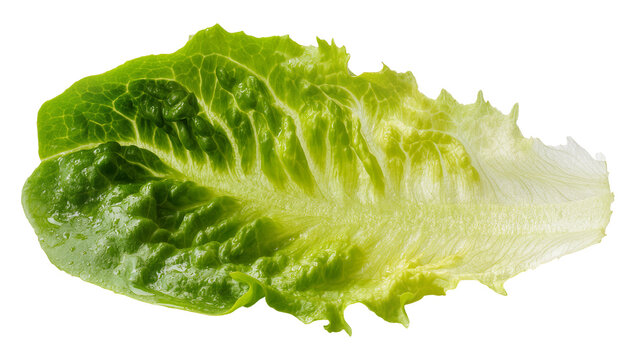 Fresh green romaine lettuce leaf detailed veins, isolated on transparent background