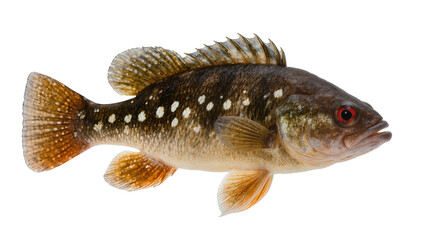 Small spotted freshwater fish with red eyes, isolated on transparent background © Miguel