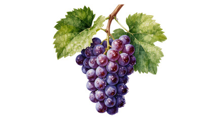 Fototapeta premium Fresh purple grapes with water droplets and green leaves, isolated on transparent background