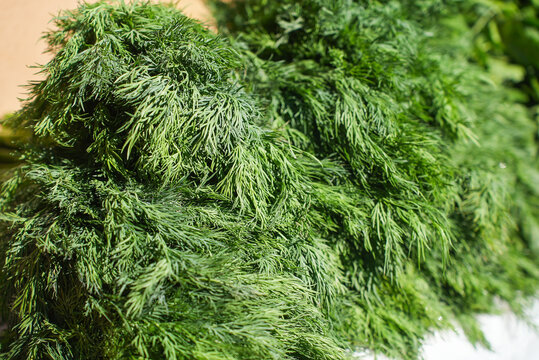 Fresh bio vegetables and herbs on street farmer market. Typical local agricultural fair of weekend. Sale of organic veggies - kale salad, parsley, dill, coriander, green onions, latuck, herbs
