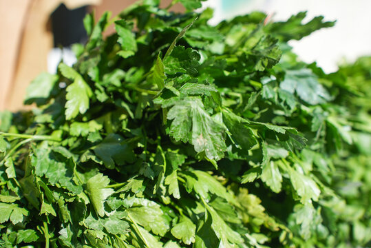 Fresh greens on the store counter close-up. Parsley, dill and green onions at the farmers market. Sale of farm products at the farmers fair