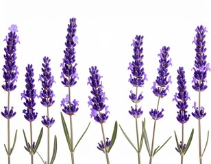 Obraz premium Purple Lavender Flowers Stems with Green Leaves Against White Background Studio Shot