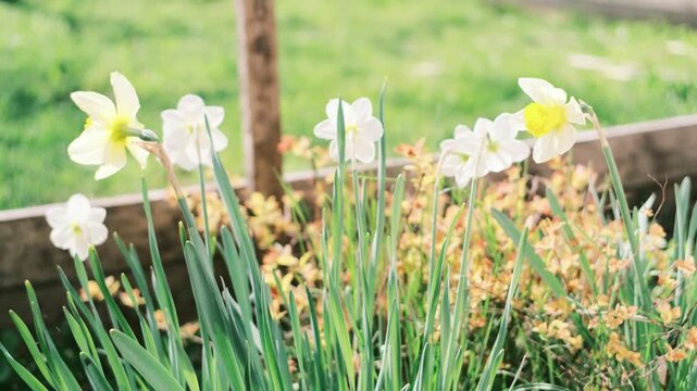 Detailed close-ups of spring daffodils featuring a distinctive film grain aesthetic. One captures a tiny insect on the yellow corona; the other rests against garden rose thorns. 