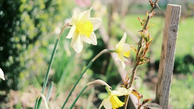 Detailed close-ups of spring daffodils featuring a distinctive film grain aesthetic. One captures a tiny insect on the yellow corona; the other rests against garden rose thorns. 