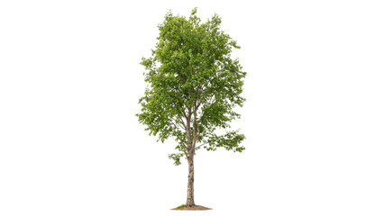 Ostrya virginiana tree standing upright isolated on transparent background © Hanna