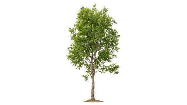 Ostrya virginiana tree standing upright isolated on transparent background