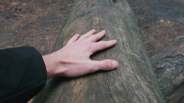 Man hand rests on a large, weathered fallen tree log, showing the texture of the aged wood in a natural forest environment. Concept represents human connection to nature and tactile sensation