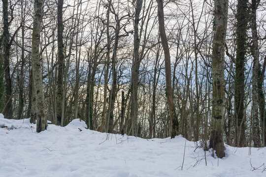 Winter mountain forest with snow on the ground and sea on the background