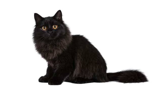 Fluffy black cat with yellow eyes sitting, isolated on transparent background