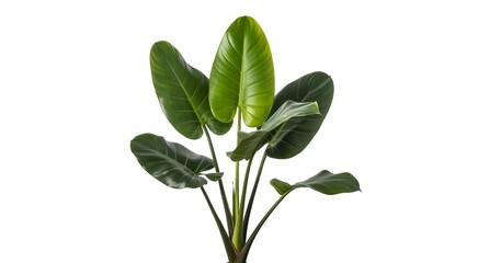 Fototapeta premium Large green tropical plant with broad leaves on a white background