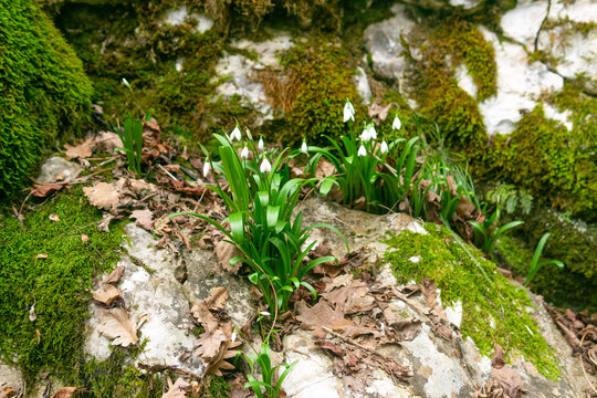 snowdrops growing on a rock covered with moss and lichen