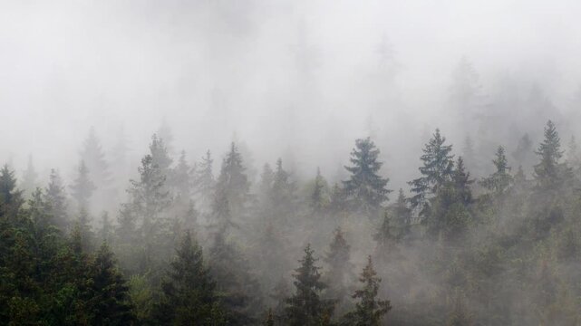 timelapse movement of fog over spruce, green forest