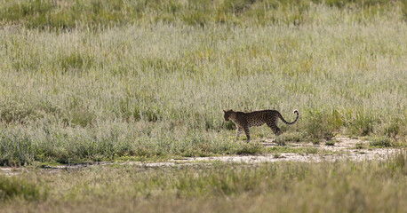 a leopard on the move © Jurgens