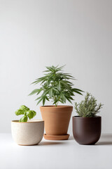Fototapeta premium Three potted plants including cannabis, basil, and rosemary on white table, minimalist background, natural light, healthy foliage