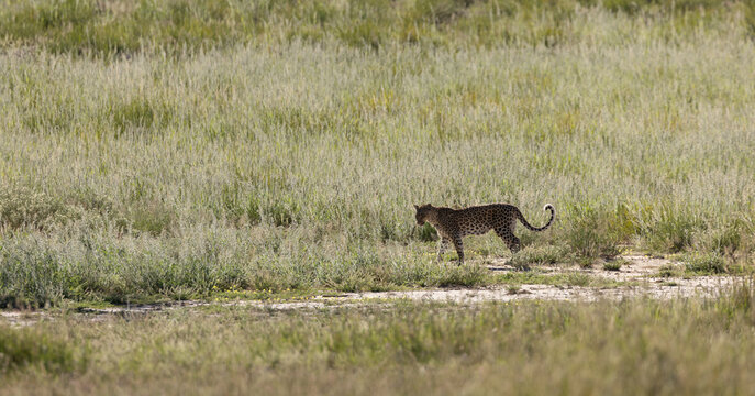 a leopard on the move