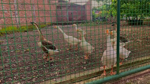 Geese walking behind bars in domestic poultry farms
