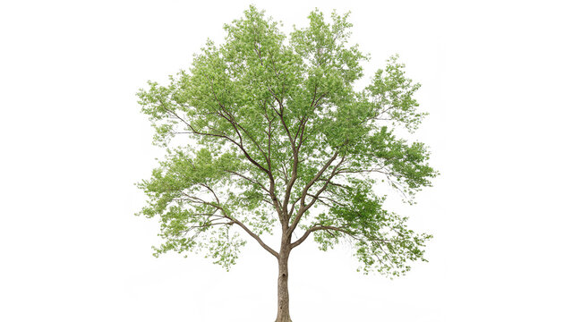 Populus tremula tree stands alone  isolated on transparent background cut out