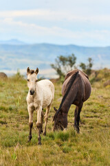 Obraz premium Two Horses Grazing On Mountain Grassland Drakensberg South Africa, Rolling Hills And Distant Ridges, Soft