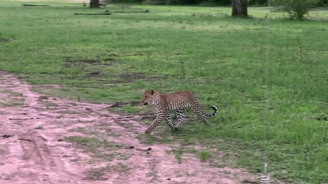 Leopard (Panthera pardus) running in savannah in South Luangwa National Park. Zambia.
