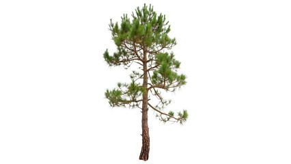 Pinus radiata tree stands upright  isolated on transparent background cut out © AAAstock2025