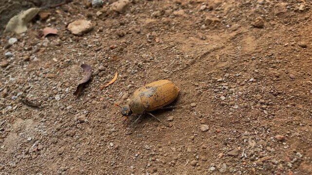 Sugarcane white grub scarab beetle crawling on brown sandy ground