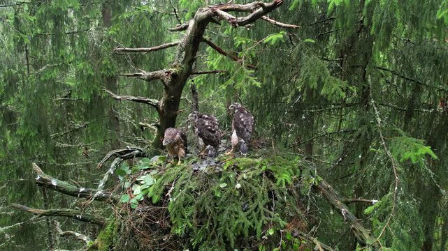 Northern goshawk Accipiter gentilis juveniles with adult in nest in forest canopy Norway spring
