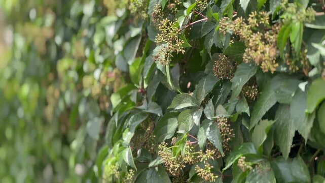 Close up of bees and wasps moving around green leafy bush with small flowers, natural pollination activity in garden environment showing insects, plants and ecosystem