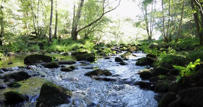 A brook is flowing in a green bright forest with trees.