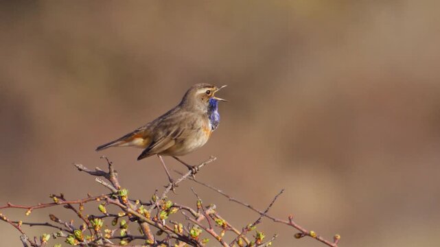 Profile view of distinctive Bluethroat male bird calling perched on bush