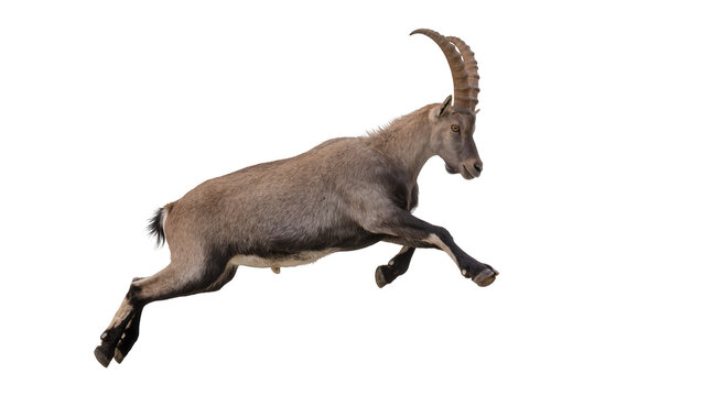 Alpine ibex goat with large curved horns leaping, isolated on transparent background