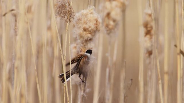 Male Reed Bunting collects soft fluffy nest building material from cattail